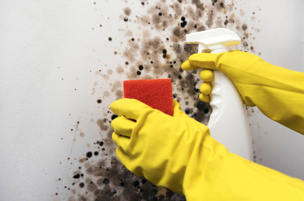 Attic Mold Removal in Redland, AL