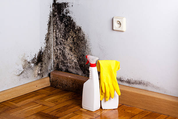 Best Mold Cleaning Services  in Redland, AL